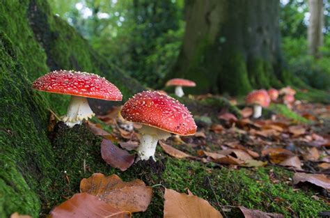 are fungi similar to huamsn